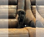 Puppy Titan Cane Corso