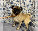 Small Pug