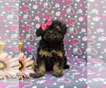 Small Photo #2 Poodle (Miniature) Puppy For Sale in STRASBURG, PA, USA