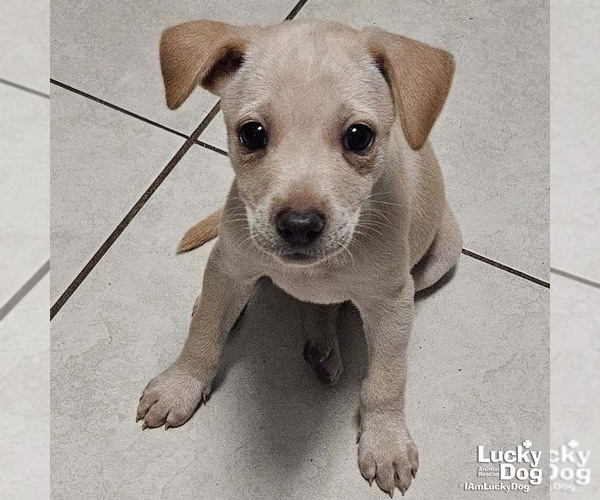 Medium Photo #2 Labrador Retriever-Unknown Mix Puppy For Sale in Washington, DC, USA