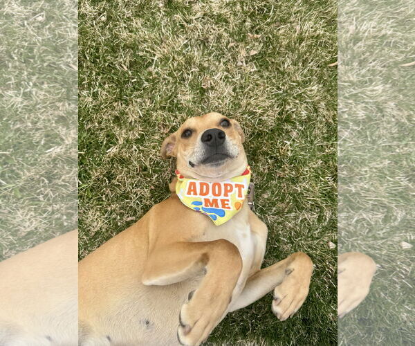 Medium Photo #9 Labrador Retriever-Unknown Mix Puppy For Sale in Sandy, UT, USA