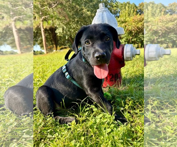 Medium Photo #3 Labrador Retriever-Unknown Mix Puppy For Sale in Pensacola, FL, USA