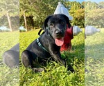 Small #2 Labrador Retriever Mix