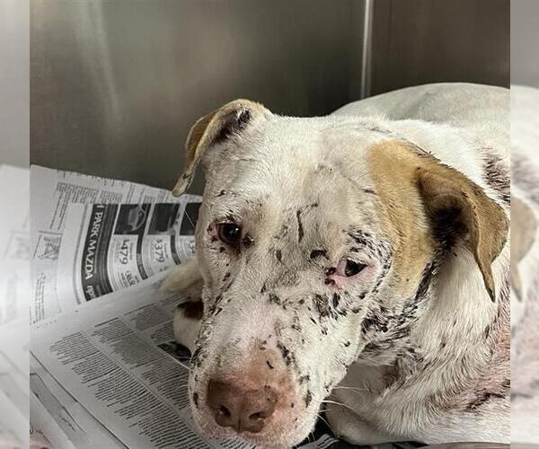 Medium Photo #1 American Staffordshire Terrier-Unknown Mix Puppy For Sale in San Antonio, TX, USA