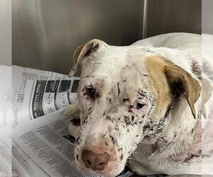 American Staffordshire Terrier-Unknown Mix Dogs for adoption in San Antonio, TX, USA