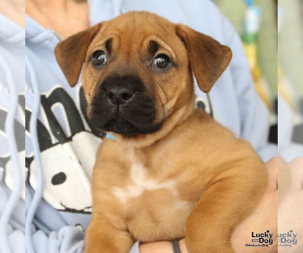 Medium Photo #3 Labrador Retriever-Unknown Mix Puppy For Sale in Washington, DC, USA