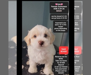 Havanese-Zuchon Mix Puppy for sale in TUCSON, AZ, USA