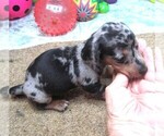 Small #4 Dachshund