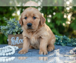 Small Photo #24 Golden Retriever Puppy For Sale in NAPPANEE, IN, USA