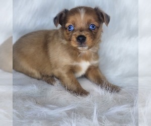 Chihuahua Puppy for sale in JONESBORO, AR, USA