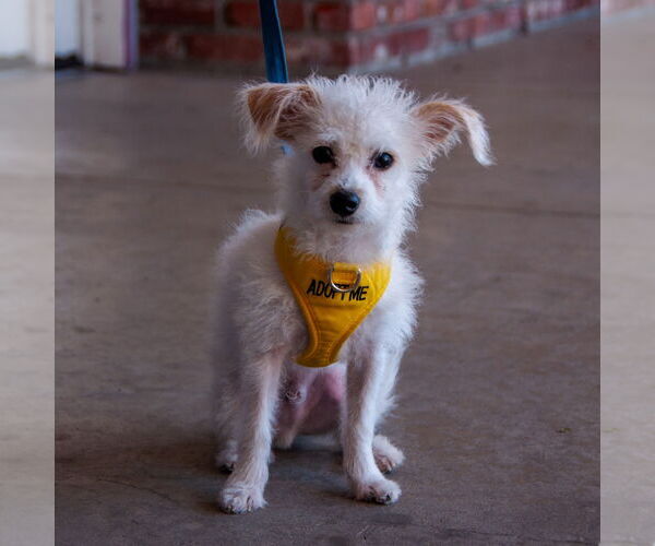 Medium Photo #2 Maltese-Unknown Mix Puppy For Sale in San Jose, CA, USA