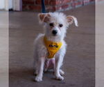 Small #1 Maltese Mix