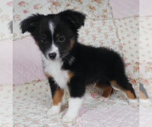 Miniature Australian Shepherd Puppy for sale in HARRISON, OH, USA