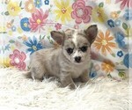 Small #7 Chihuahua