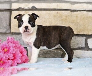 Boston Terrier Puppy for sale in FREDERICKSBG, OH, USA