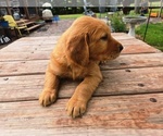 Small #5 Golden Retriever
