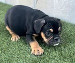 Small Photo #2 English Bulldog Puppy For Sale in PHOENIX, AZ, USA
