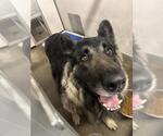 Small German Shepherd Dog Mix
