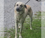 Small Anatolian Shepherd Mix