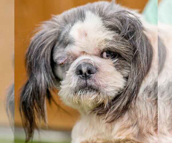 Medium Photo #1 Shih Tzu-Unknown Mix Puppy For Sale in Hilton Head, SC, USA
