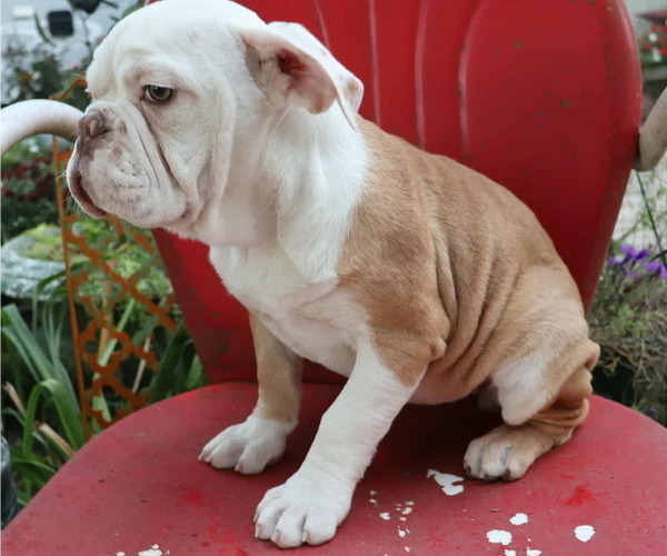 Medium Photo #2 Olde English Bulldogge Puppy For Sale in PINE VILLAGE, IN, USA