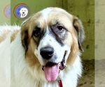 Small #3 Great Pyrenees