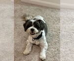 Small #2 Shih Tzu Mix