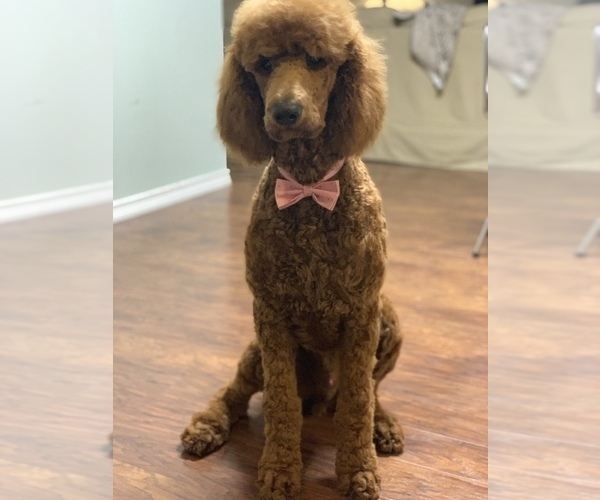 Medium Photo #1 Poodle (Standard) Puppy For Sale in STEPHENVILLE, TX, USA