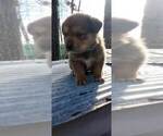 Small Photo #6 Great Pyrenees-Rottweiler Mix Puppy For Sale in SALEM, AR, USA