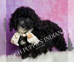 Small #3 Poodle (Miniature)
