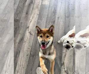 Shiba Inu Puppy for sale in EASTVALE, CA, USA