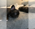 Small Photo #3 French Bulldog Puppy For Sale in TOPEKA, KS, USA