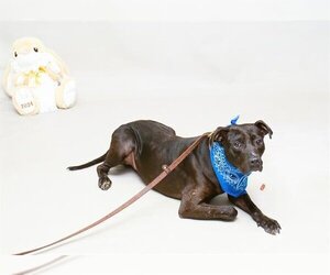 American Pit Bull Terrier-Unknown Mix Dogs for adoption in Sanford, FL, USA
