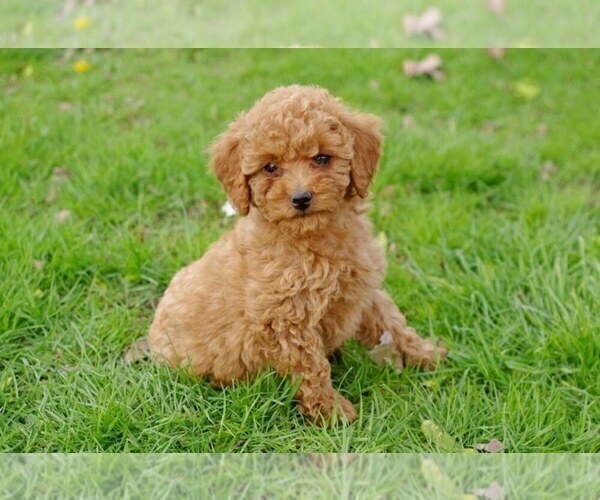 Medium Photo #5 Cock-A-Poo-Poodle (Miniature) Mix Puppy For Sale in SALEM, MO, USA
