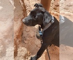 Small Photo #4 American Pit Bull Terrier Puppy For Sale in ATLANTA, GA, USA