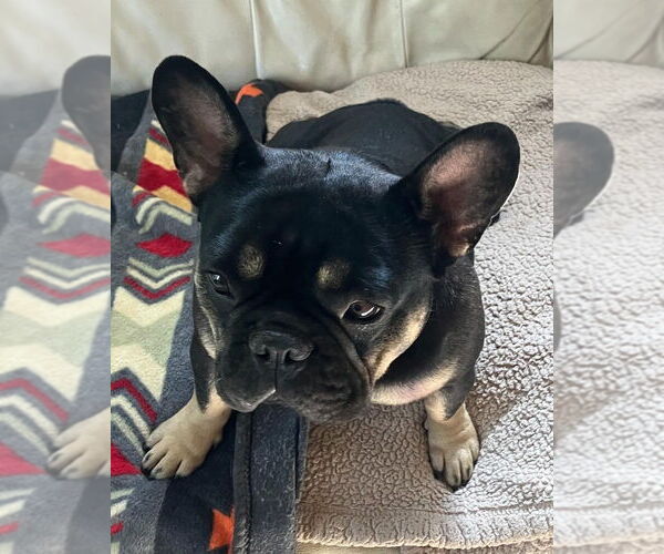 Medium Photo #2 French Bulldog Puppy For Sale in Dana Point, CA, USA