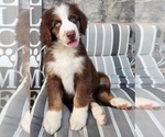 Puppy Kona Aussiedoodle-Bernedoodle Mix