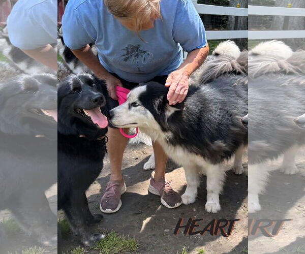 Medium Photo #4 Siberian Husky Puppy For Sale in Severn, MD, USA