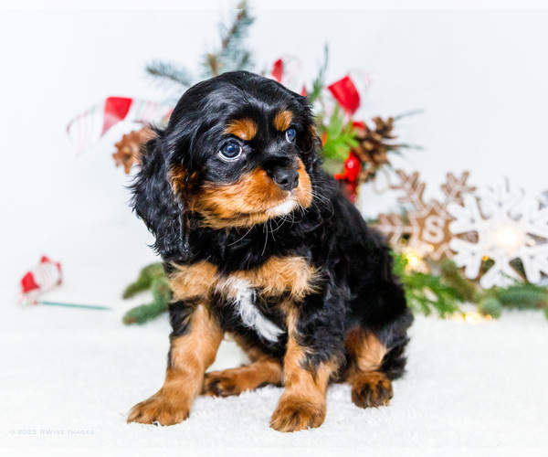 Medium Photo #3 Cavalier King Charles Spaniel Puppy For Sale in WAKARUSA, IN, USA
