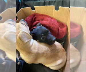 Rottweiler-Unknown Mix Dogs for adoption in Stockton, CA, USA