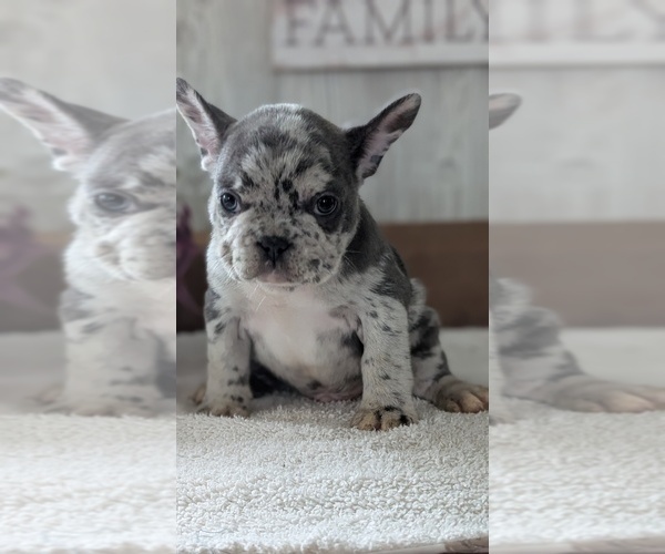 Medium Photo #4 French Bulldog Puppy For Sale in GOSHEN, IN, USA