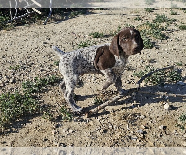 Medium Photo #36 German Shorthaired Pointer Puppy For Sale in EVANSVILLE, WY, USA