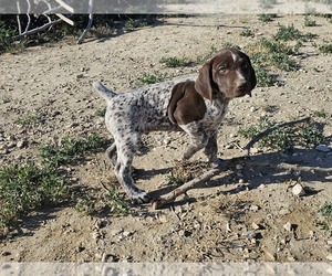 Medium German Shorthaired Pointer