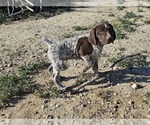 Puppy Puppy 2 German Shorthaired Pointer