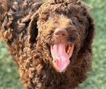 Small Poodle (Standard)