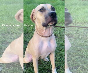 Dazzle - Female Mutt Dog for Adoption - Photo #4