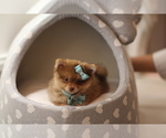 Small Photo #14 Pomeranian Puppy For Sale in BOCA RATON, FL, USA