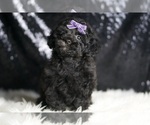 Small Photo #30 Poodle (Toy) Puppy For Sale in WARSAW, IN, USA