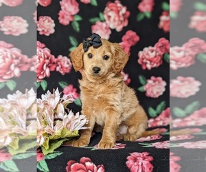 Goldendoodle (Miniature) Puppy for sale in AIRVILLE, PA, USA