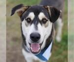 Small Siberian Husky Mix